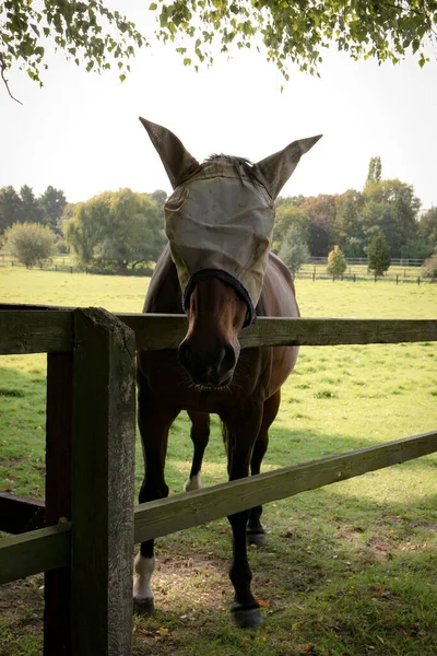 Eine Vertikale Aufnahme Eines Braunen Pferdes Mit Schützendem Kopfschild — Stockfoto
