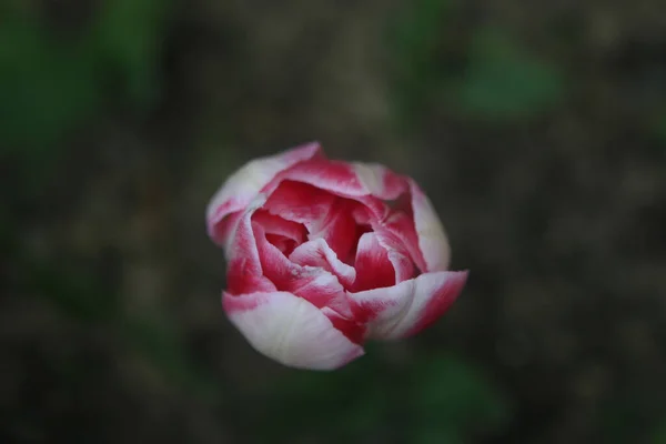 Zbliżenie Tulipa Gesneriana Biało Czerwony Didier Tulipan Rozmytym Tle — Zdjęcie stockowe