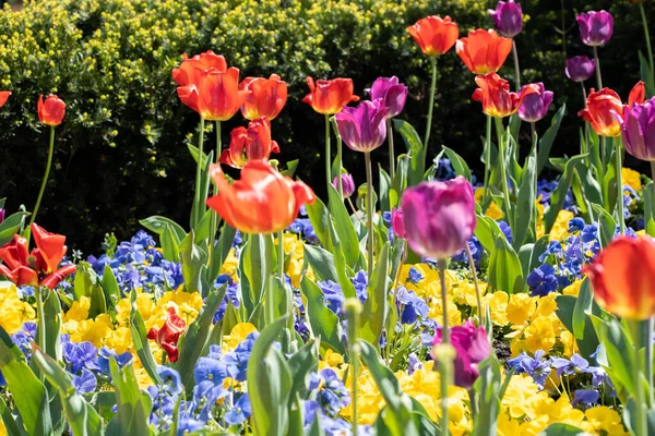 Крупним Планом Постріл Квітучих Барвистих Яскравих Тюльпанів Полі — стокове фото