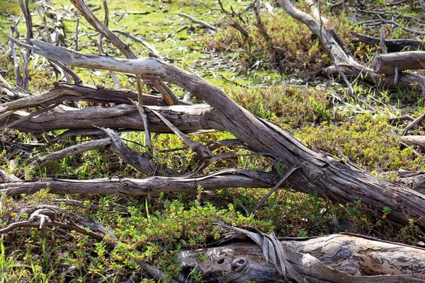 ブッシュランドに倒れて横になったガムの木の枝 — ストック写真