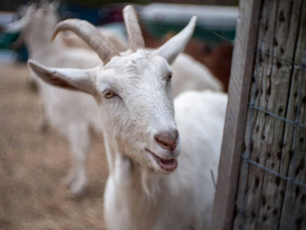 Kozy Jedzące Pracujące Wokół Rhode Island Goatscaping Clearing Lan — Zdjęcie stockowe