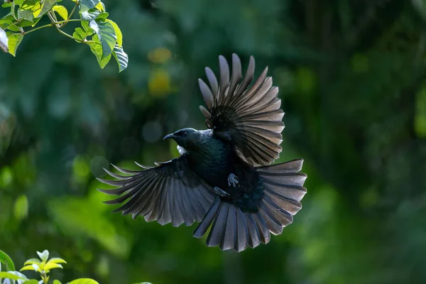 Tui Bird Full Flight Out Stretched Wings — Stock Photo, Image