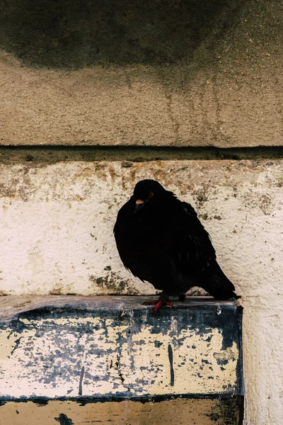 一只日本木鸽在一堵古墙附近的特写镜头 — 图库照片