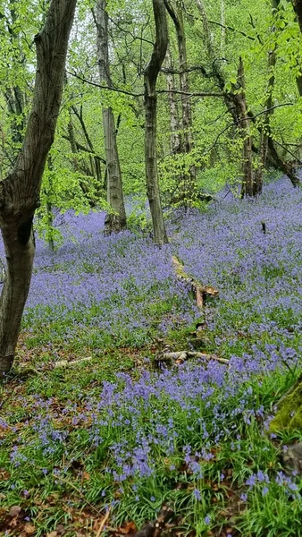 Azul Flores Chão Com Grama Verde Árvores Uma Bela Floresta — Fotografia de Stock