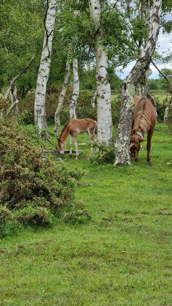 Big Small Horses Eating Grass Next Trees Beautiful Park — Stock Photo, Image