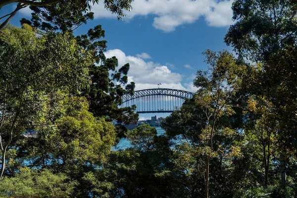 Parktaki Yeşil Ağaçların Arkasında Sydney Limanı Köprüsü Var Avusturalya — Stok fotoğraf