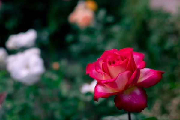 Tiro Macro Uma Rosa Damasco Florescendo Jardim Primavera — Fotografia de Stock