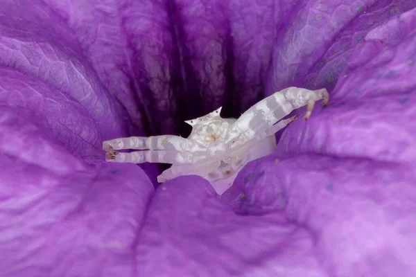 Крупный План Белого Каракуртского Паука Фиолетовом Цветке — стоковое фото