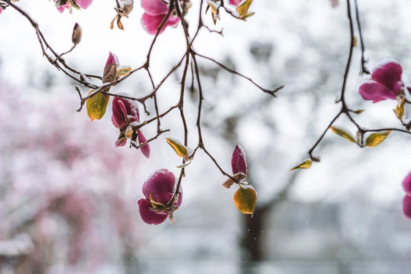 Μια Επιλεκτική Από Λουλούδια Καλυμμένα Χιόνι Μια Ανοιξιάτικη Μέρα — Φωτογραφία Αρχείου