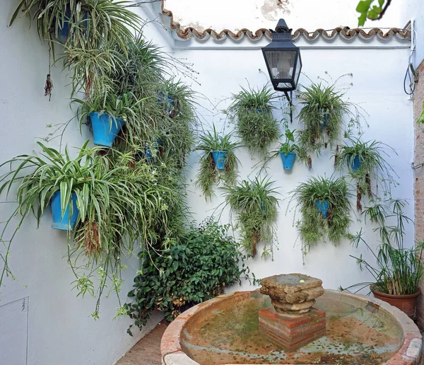 叶绿素植物 也叫蜘蛛植物 蜘蛛常春藤或丝带植物 充填在科尔多瓦的一个庭院里 — 图库照片