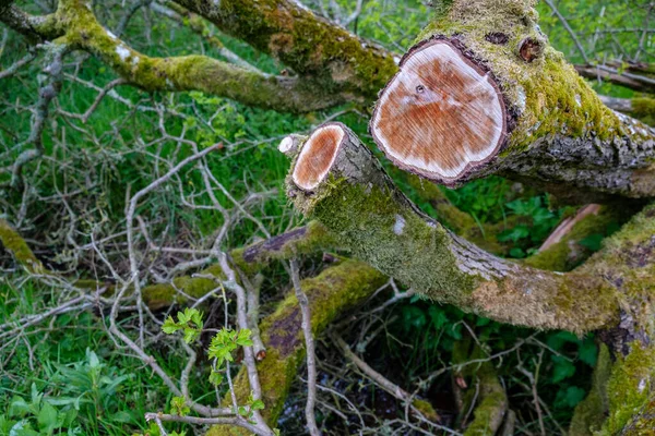 Belo Tiro Uma Árvore Corte Coberta Com Musgo — Fotografia de Stock