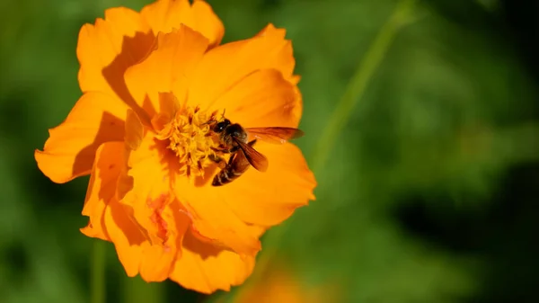 Closeup Bumblebee Pollinating Orange Sulfur Cosmos Flower Sunlight — Stock Photo, Image