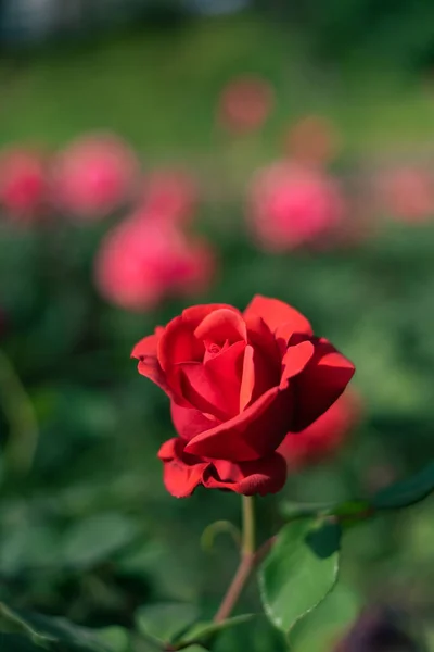 Pionowe Makro Strza Czerwonej Róży Nym Rozkwicie Ogrodzie Wiosn — Zdjęcie stockowe