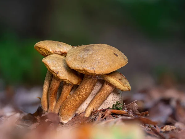 Sekelompok Jamur Bolete Parasit Pseudoboletus Parasiticus Tumbuh Bola Bumi — Stok Foto