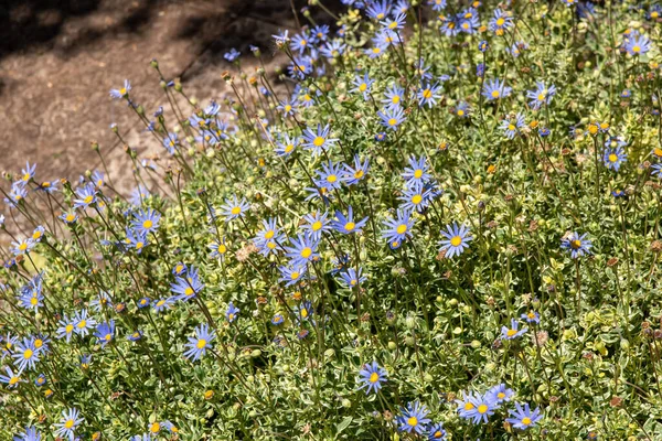 庭の青いデイジーの花の選択的な焦点 — ストック写真