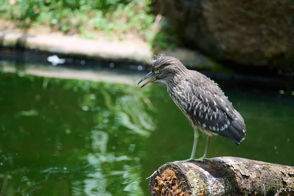 Ung Svartkrönt Nattiron Kowloon Park Hongkong — Stockfoto