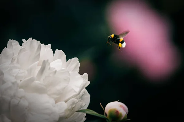 Tiro Seletivo Foco Bumblebee Voador Uma Flor Peony Branca Fundo — Fotografia de Stock