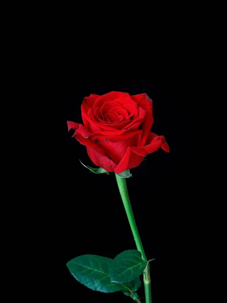 Plano Vertical Una Hermosa Rosa Roja Aislada Sobre Fondo Negro — Foto de Stock