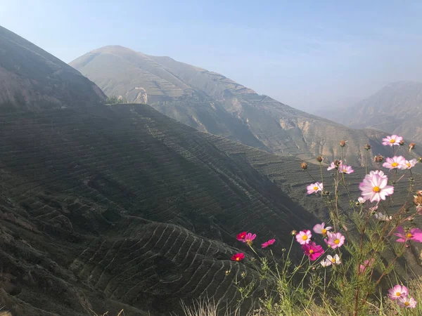 Een Antenne Uitzicht Roze Bloemen Groeien Buurt Van Landelijke Bergen — Stockfoto