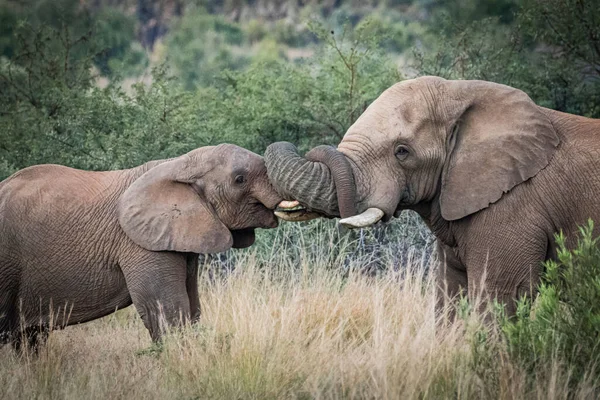 Uma Bela Foto Elefantes Reserva Natural Pilansberg — Fotografia de Stock