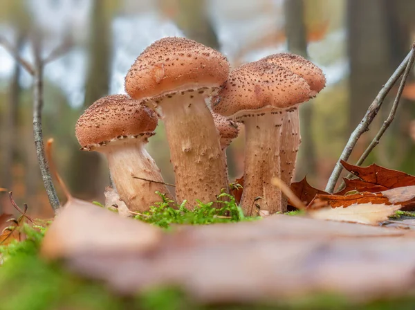 Frew Armillaria Ostoyae Houby Konci Podzimu — Stock fotografie