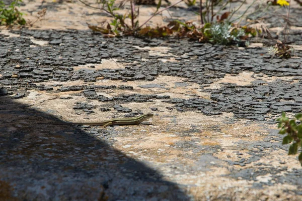 Fortaleza Pylos Niokastro Comenzó Ser Construida Por Los Otomanos 1573 —  Fotos de Stock