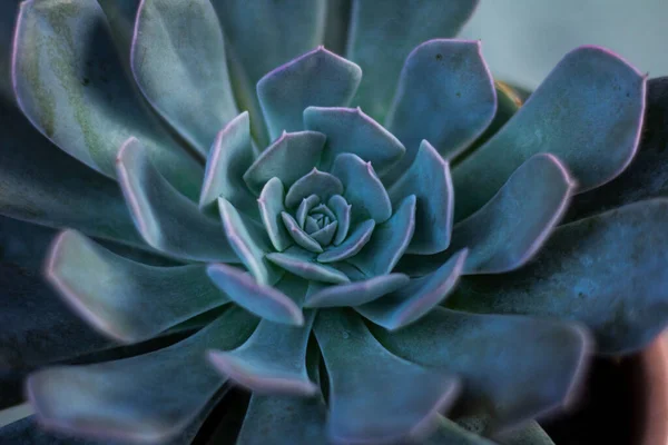 Primo Piano Una Pianta Succulenta Verde Crescita — Foto Stock