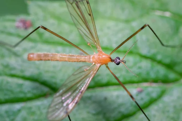 叶上的蚊子 Tipulidae 格纳特坐在巴伐利亚森林里 昆虫宏观摄影 — 图库照片