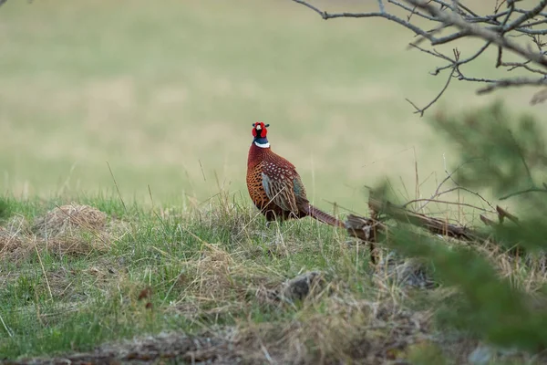 Scenic View Common Pheasant Perched Grass Blurred Background — Stock Photo, Image