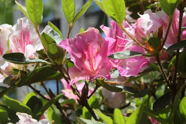 Close Panorâmico Bela Flor Azálea Rosa Branca Florescendo Jardim Sob — Fotografia de Stock