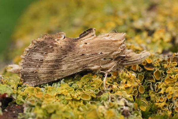 Närbild Blek Framträdande Pterostoma Palpina Sitter Lavar Täckt Trä Trädgården — Stockfoto