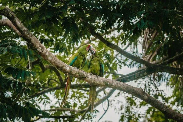 Uvita Kosta Rika Bir Ağaç Dalında Oturan Iki Ara Papağanı — Stok fotoğraf