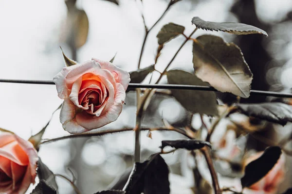 Bulanık Arka Planda Çiçek Açan Bir Bahçenin Seçici Odak Noktası — Stok fotoğraf