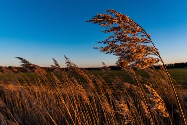 Zbliżenie Trawy Trzcinowej Podczas Zachodu Słońca — Zdjęcie stockowe