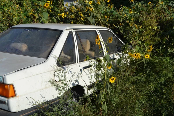 Velho Carro Abandonado Contra Arbusto Com Girassóis Amarelos — Fotografia de Stock