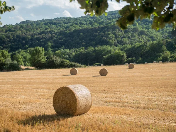 Agricultural Field Large Bales Hay — Stock Photo, Image