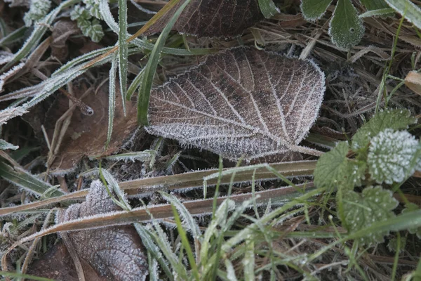 Fagy Borította Levelek Közelsége Télen Erdőben — Stock Fotó