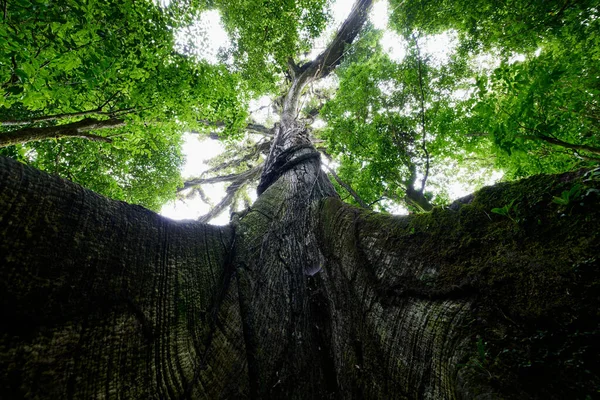 Ceibo Tree火山のアリーナでコスタリカのジャングルの巨人La Fortuna — ストック写真