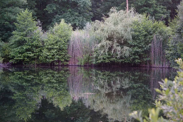 Zeleň Odrážela Jezírku — Stock fotografie