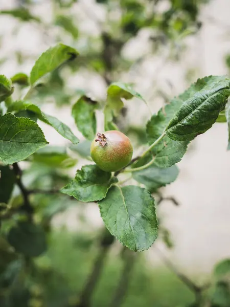 Ett Nytt Vuxet Äpple Brench — Stockfoto