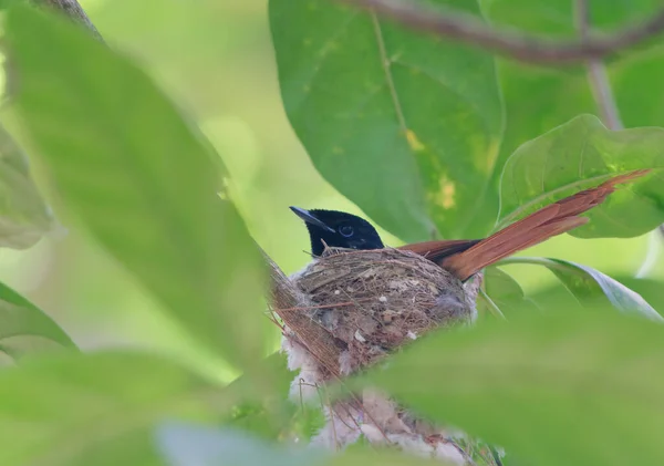 Eine Nahaufnahme Des Seychellen Sonnenvogels Cinnyris Dussumieri Der Auf Einem — Stockfoto