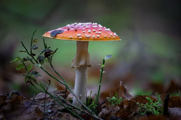 Closeup Amanita Muscaria Commonly Known Fly Agaric — Stock Photo, Image