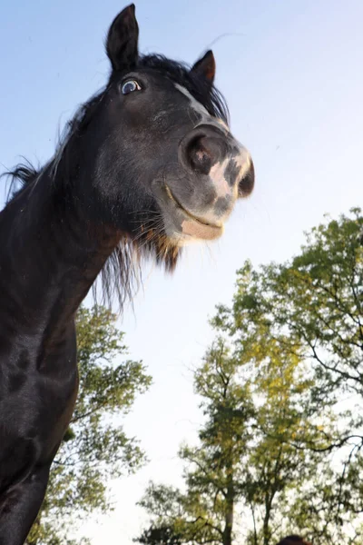 Ein Vertikaler Tiefflug Eines Schwarzen Pferdes Auf Einem Feld — Stockfoto