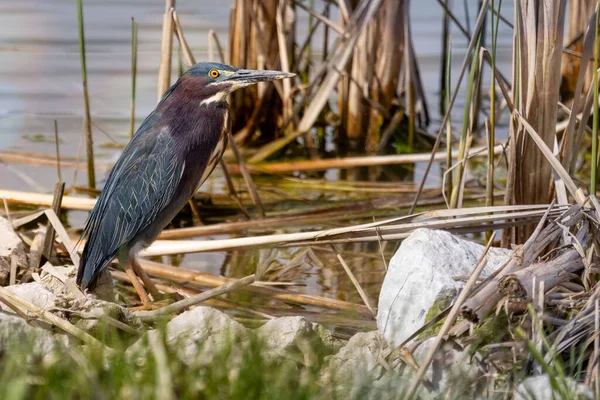 Grön Hägerfågel Uppe Vid Sjö Med Vass — Stockfoto