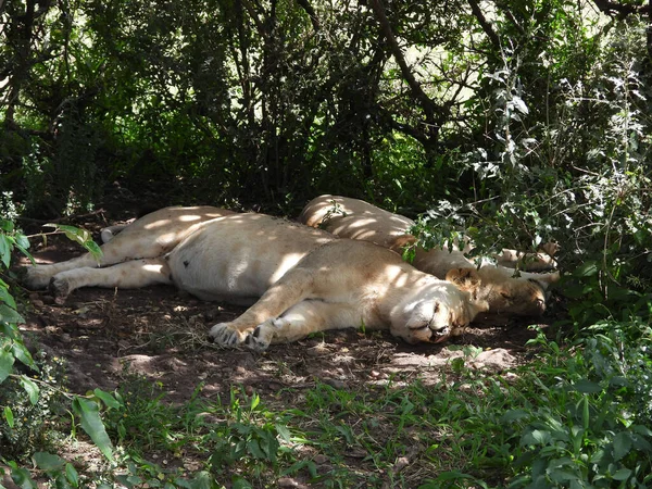 동아프리카의 케냐의 이마라 공원에서 사자들의 — 스톡 사진
