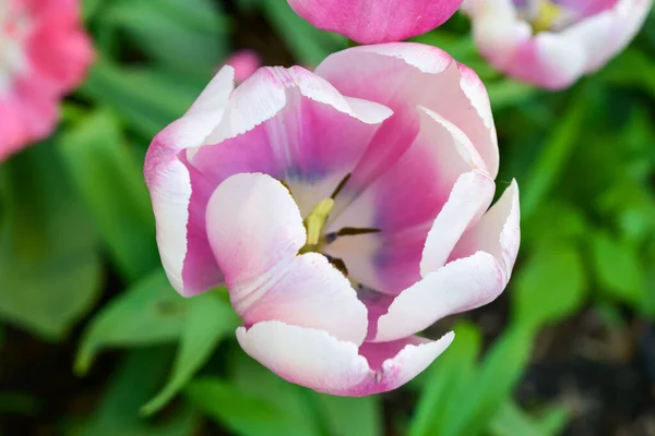 Primer Plano Tulipa Gesneriana Tulipán Didier Rosa Sobre Fondo Borroso — Foto de Stock