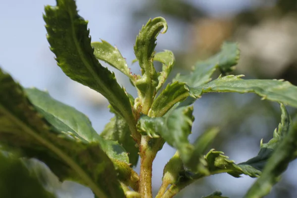 Genellikle Süslemesi Olarak Kullanılan Yeşil Kınalı Bitki — Stok fotoğraf