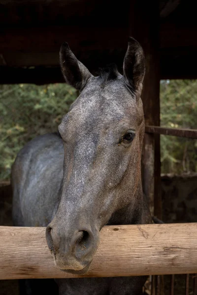 Disparo Vertical Caballo Gris Dentro Establo —  Fotos de Stock