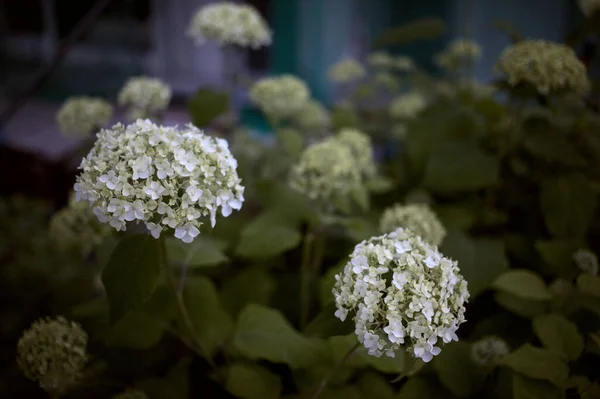 Ένα Κοντινό Πλάνο Από Λευκά Πανικόβλητα Είδη Λουλουδιών Ορτανσίας Ένα — Φωτογραφία Αρχείου