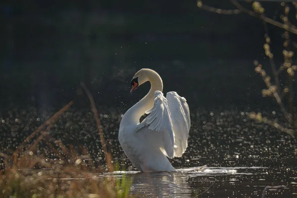 Detailní Záběr Krásné Bílé Labutě Připravené Vyletět Jezera Pod Sluncem — Stock fotografie